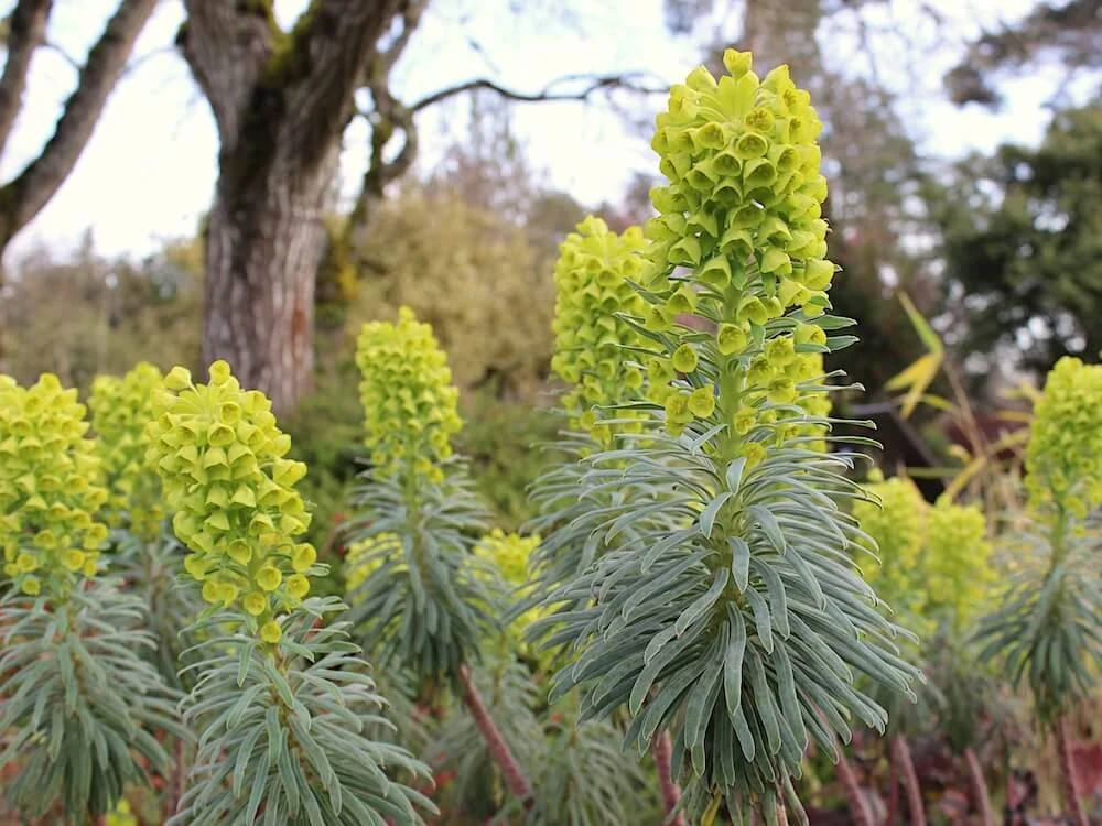 Euphorbia characias 'Bruce's Dwarf' 02.JPG