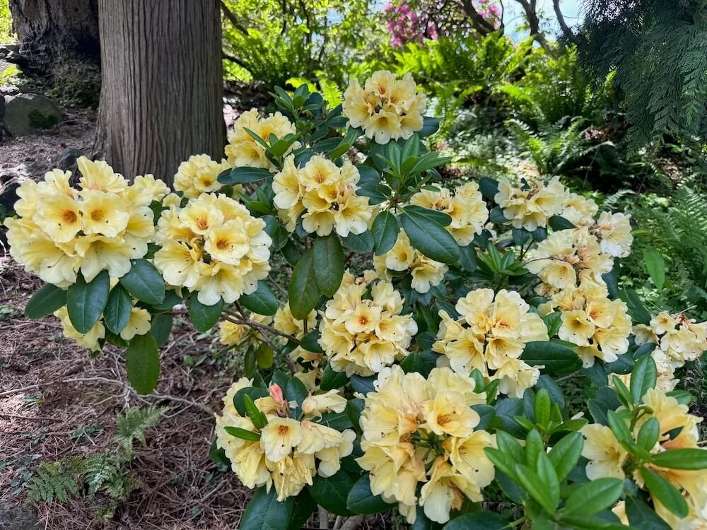 Rhododendron 'Wow' 03.jpeg