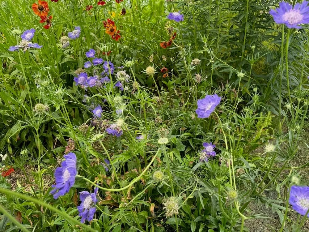 Scabiosa caucasica 'Perfection Blue' 03.jpeg