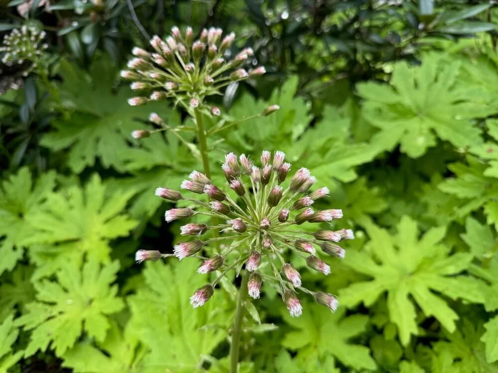 Petasites frigidus var. palmatus 04.jpeg