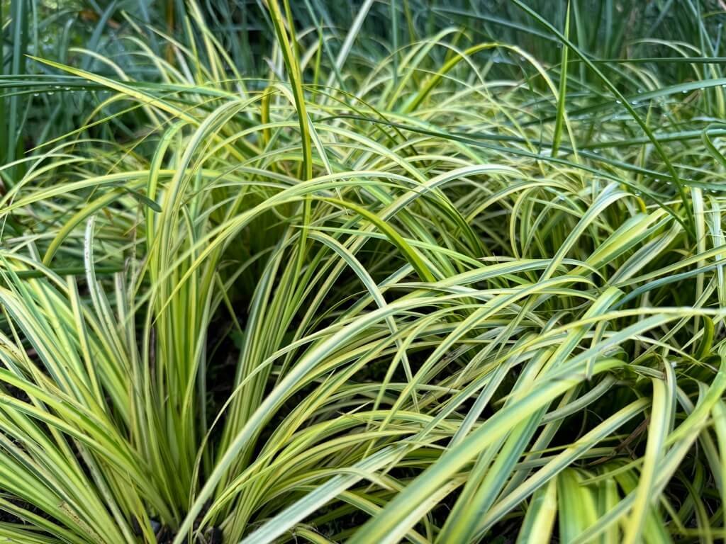 Acorus gramineus 'Ogon' 05.jpeg