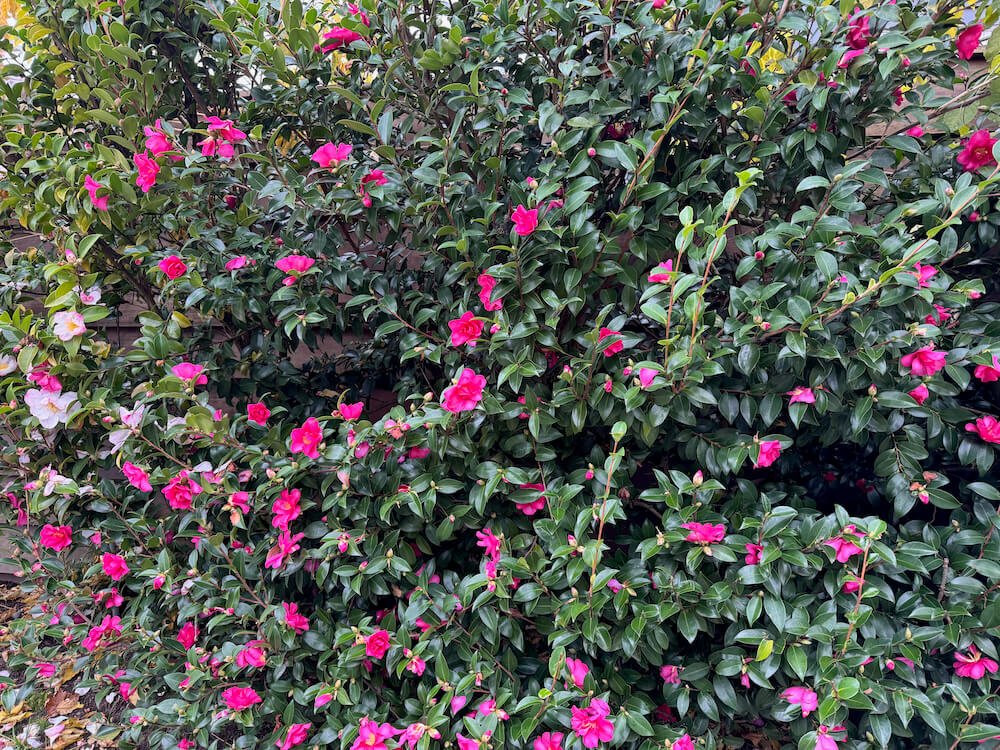Camellia sasanqua 'Sekiyo' 07.jpeg