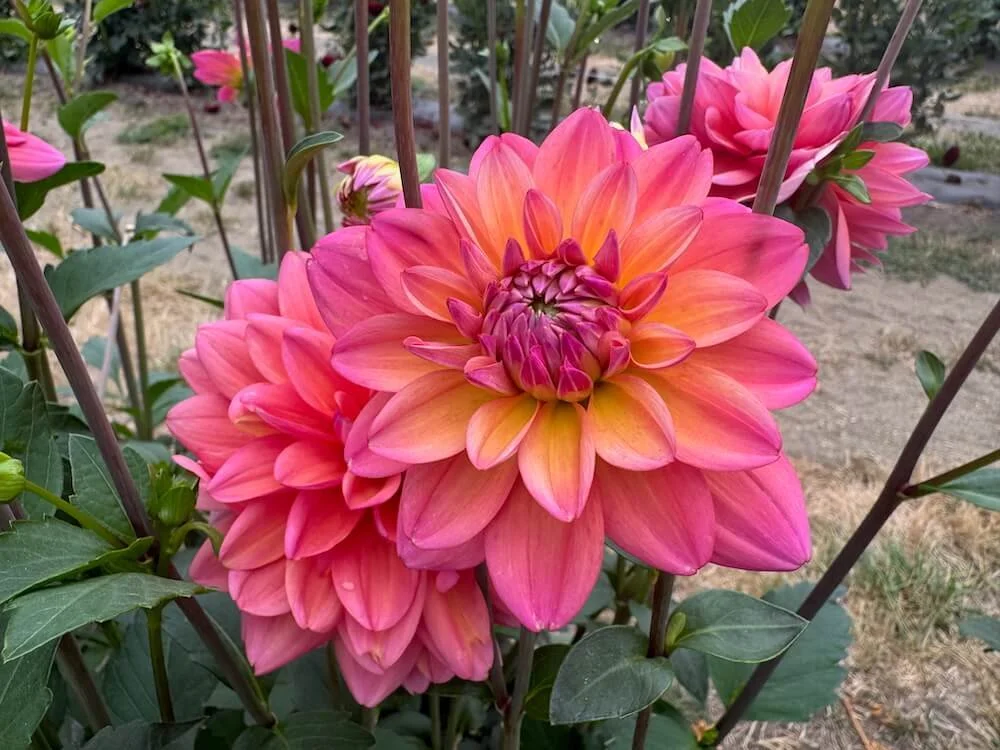 Dahlia 'Great Silence' 02.jpeg