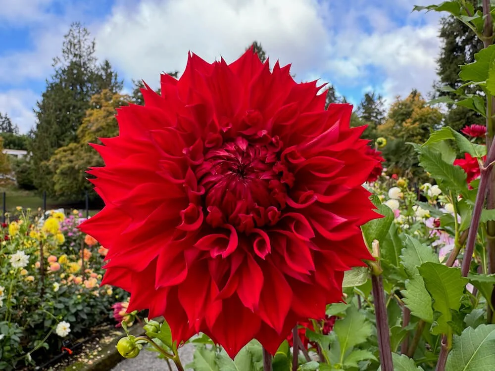 Dahlia 'AC Big Iron' | AC Big Iron Dahlia