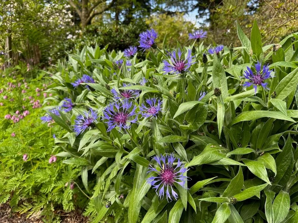 Centaurea montana 07.jpeg