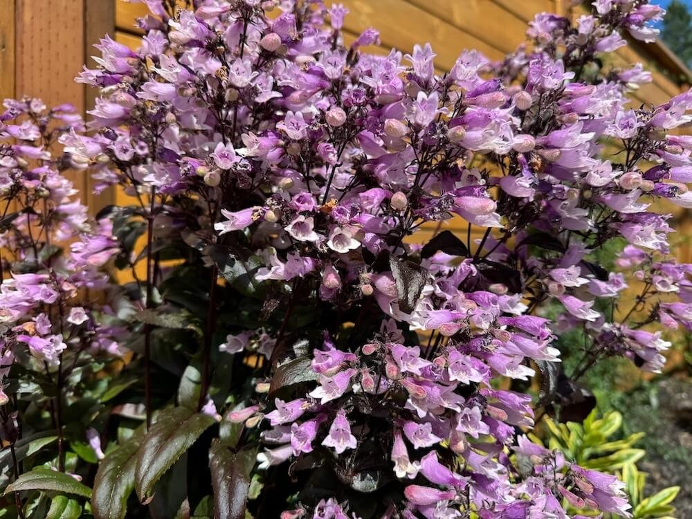 Penstemon digitalis 'Dakota Burgundy' 01.jpeg