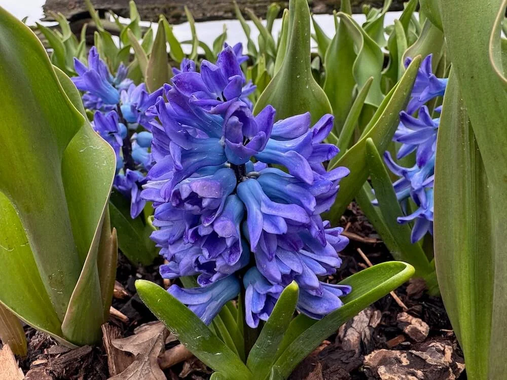Hyacinthus orientalis 'Blue Star' 02.jpeg