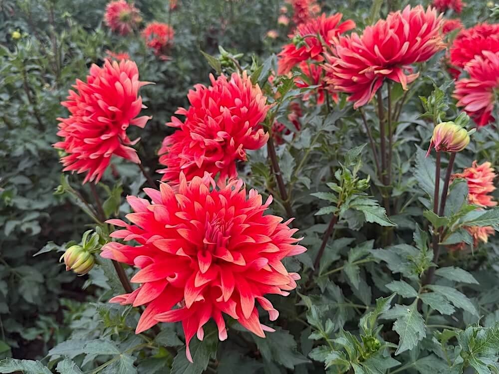 Dahlia 'Hot Tamale' 03.jpeg