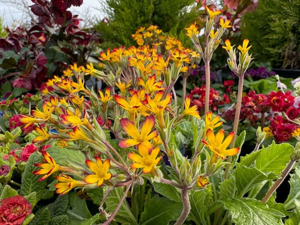 Primula vulgaris ‘Oakleaf Yellow Picotee’ | Oakleaf Yellow Picotee Primrose