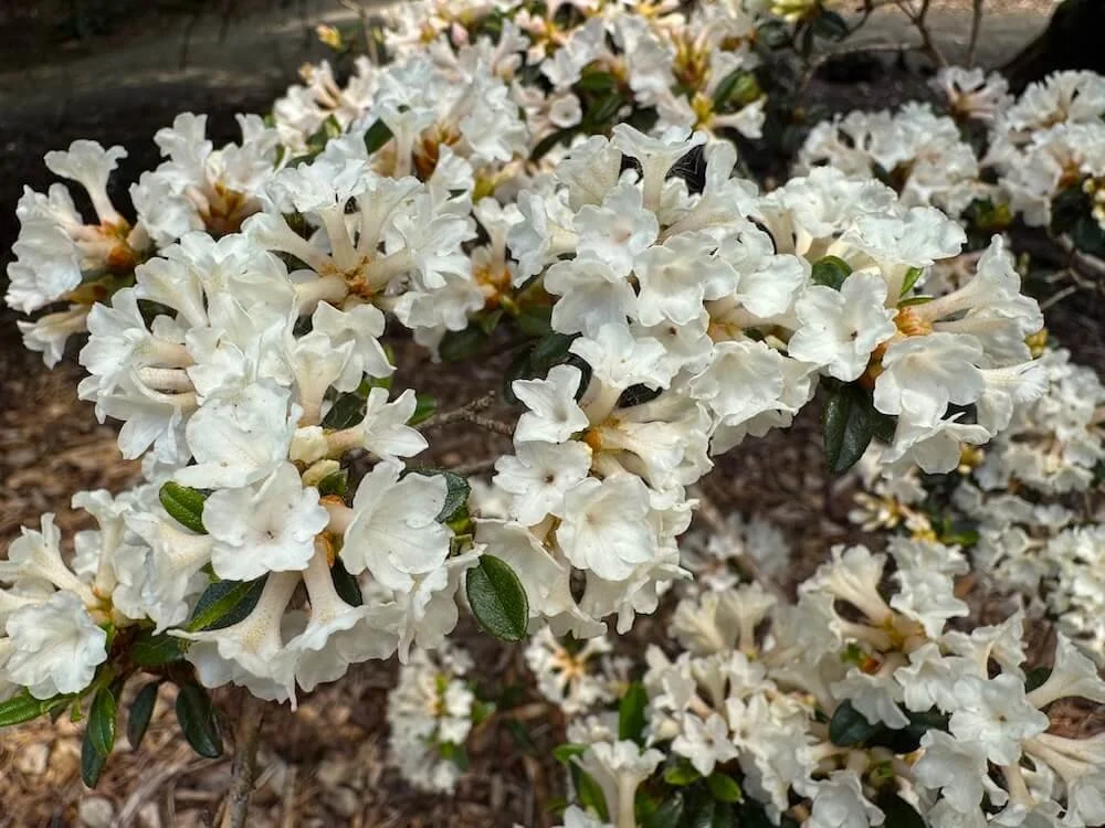 Rhododendron 'Liz Ann' 03.jpeg