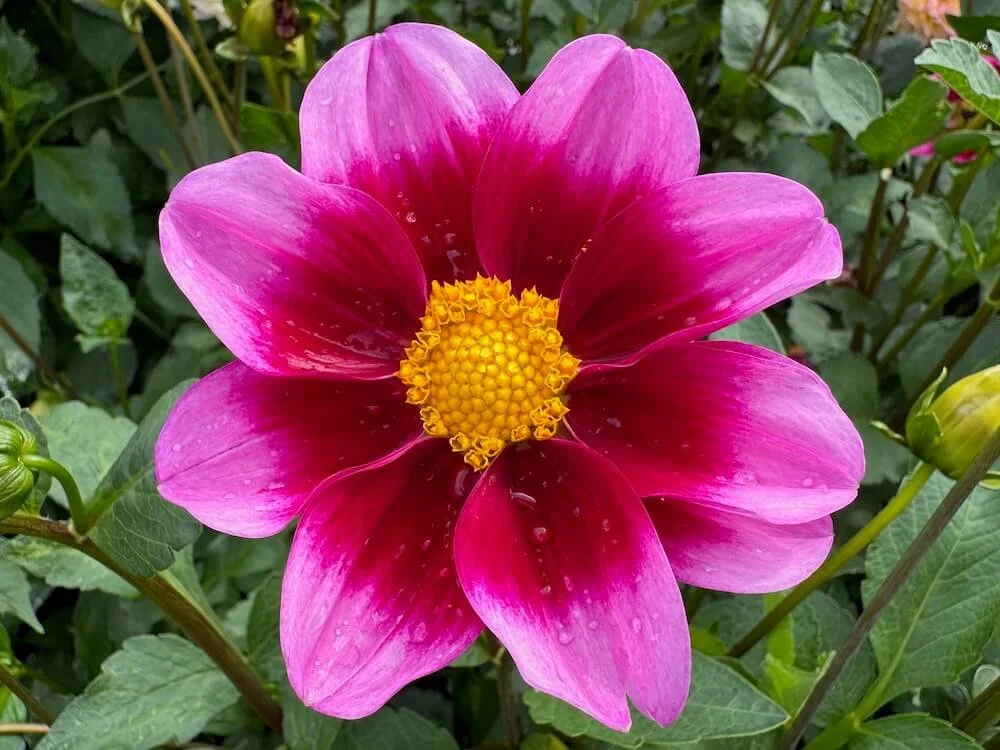 Bashful Dahlia 05.jpeg