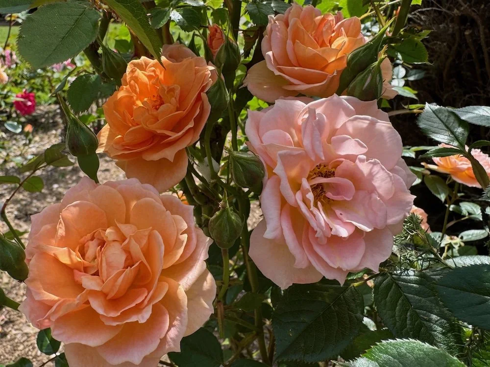 Rosa 'CHEwpeachdell' 02.jpeg