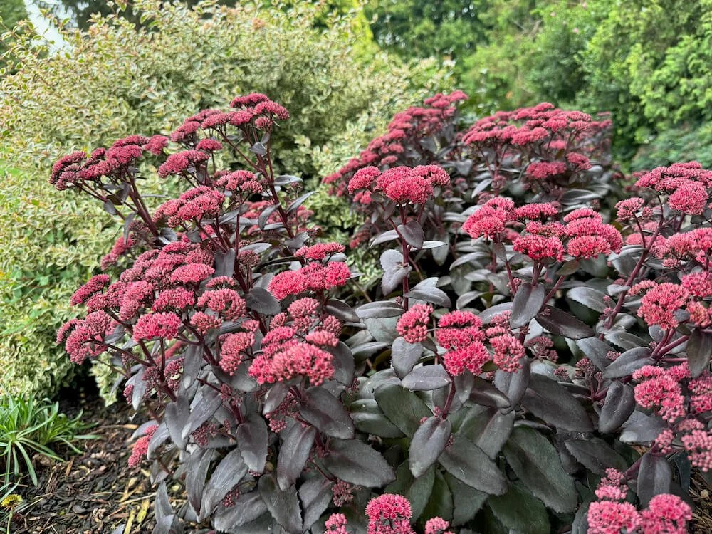 Hylotelephium 'TNSEDECF' 03.jpeg