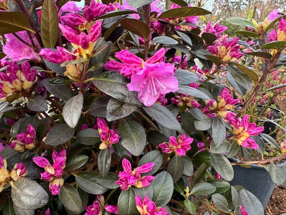 Rhododendron 'PJM Elite' 03.jpeg