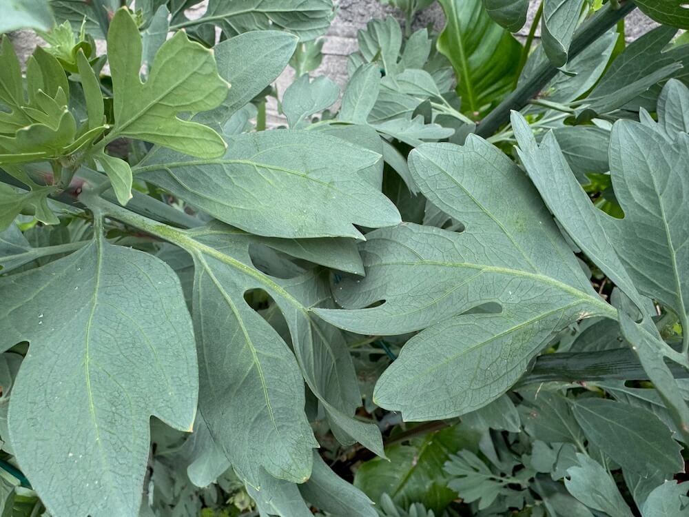 Romneya coulteri 05.jpeg