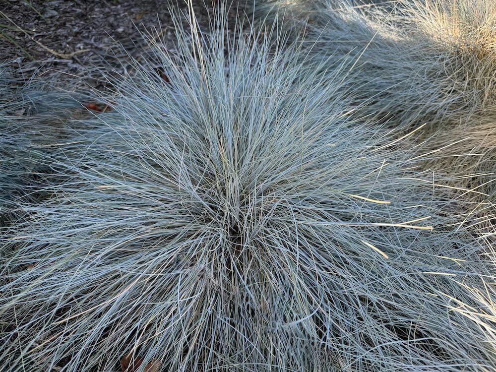 Festuca glauca | Blue Fescue