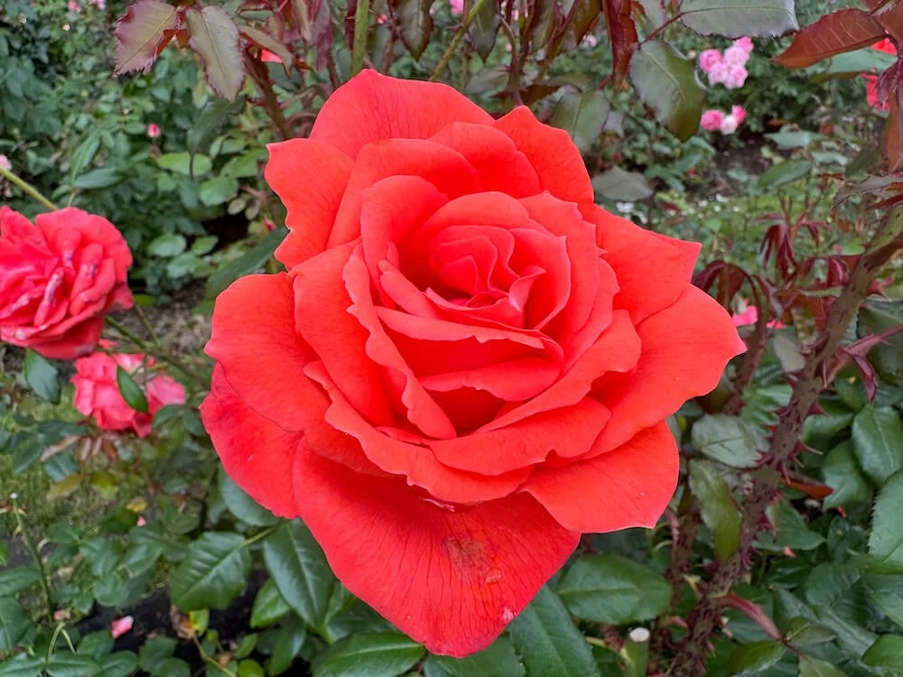 Rosa 'Lasting Peace' 01.jpeg