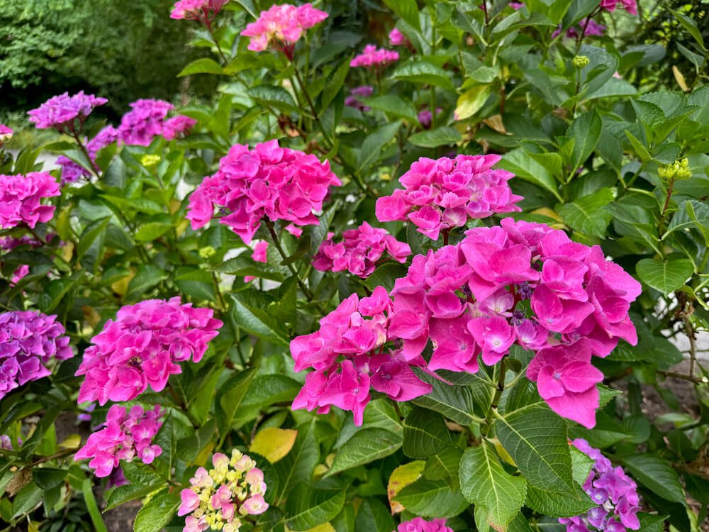 Hydrangea macrophylla 'Ragra' 02.jpeg