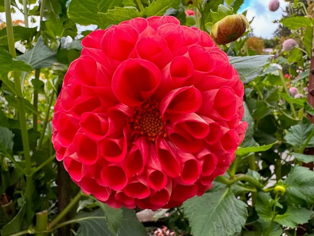 Dahlia 'Irish Red' 02.jpeg