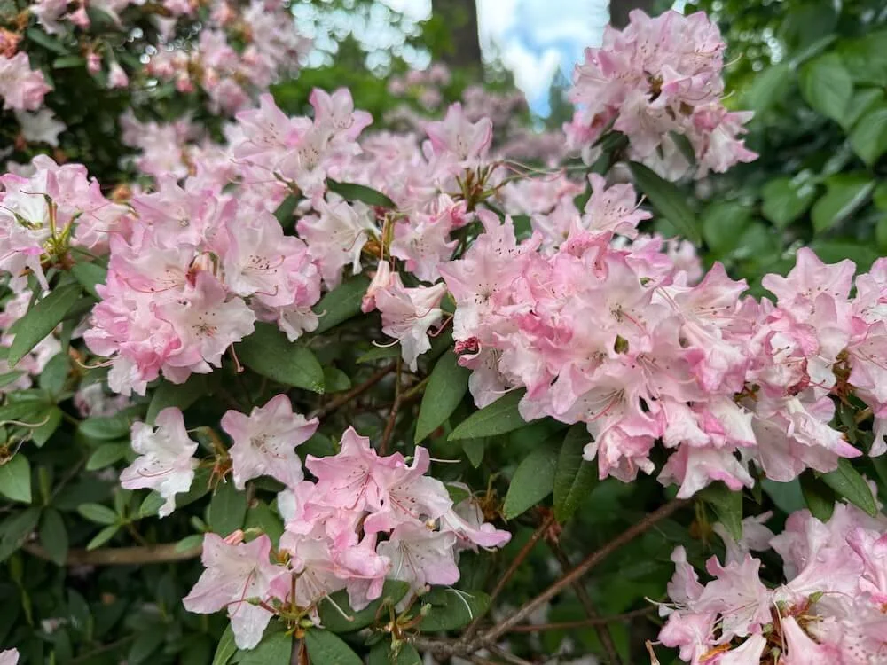 Rhododendron 'Turacao' 02.jpeg