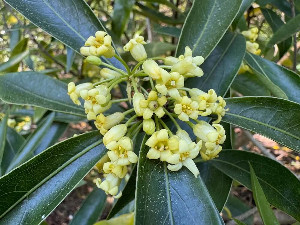 Pittosporum heterophyllum 01.jpeg