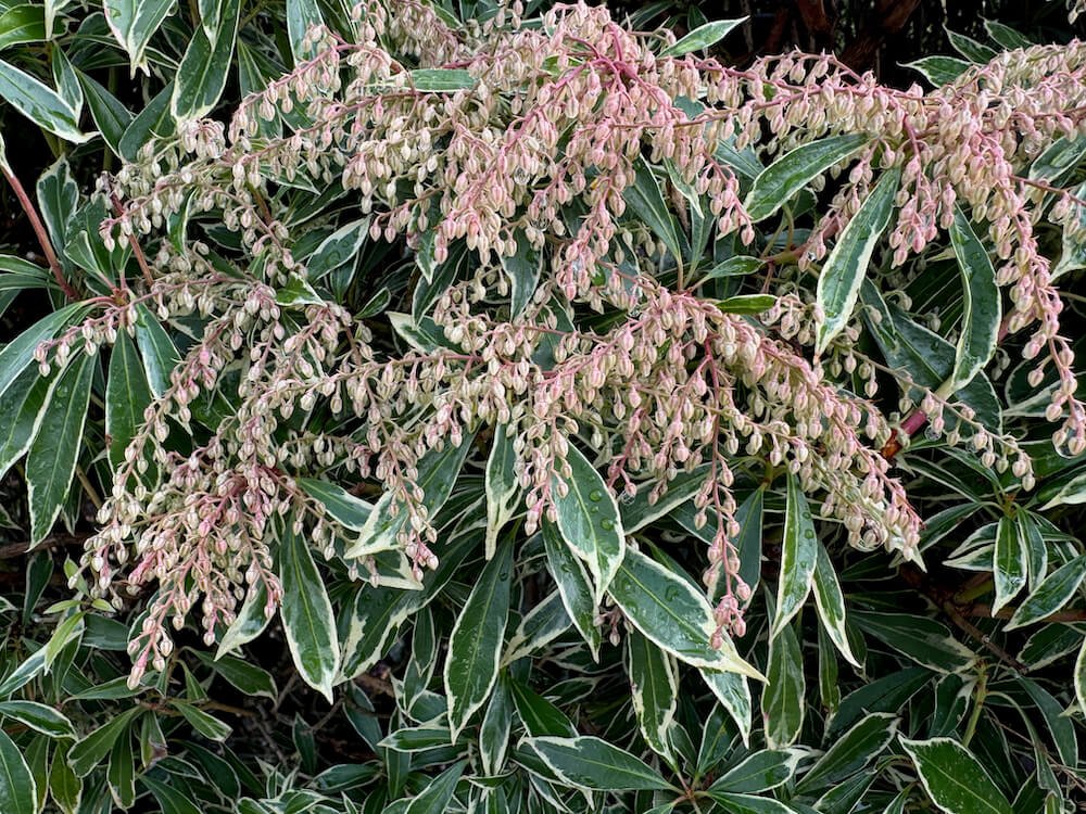 Pieris japonica Variegata 05.jpeg