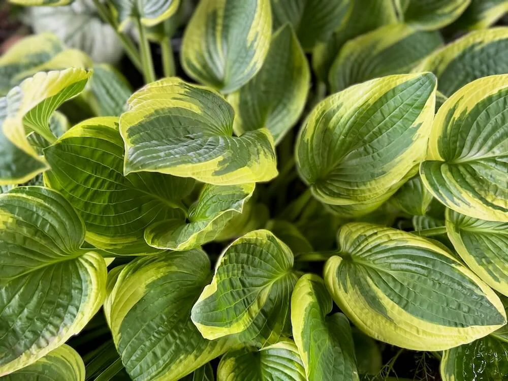 Hosta x 'Wild Brim' 02.jpeg