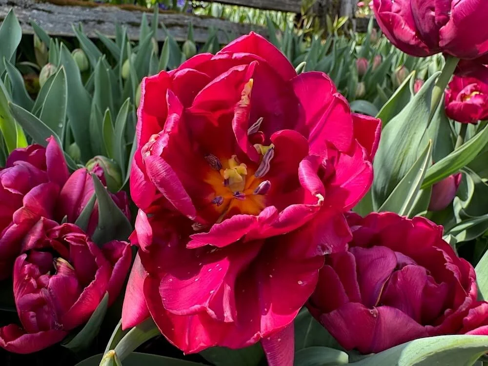 Tulipa 'Allison Bradley' 01.jpeg