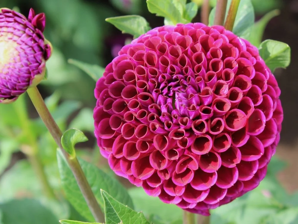 Dahlia 'Ivanetti' 01.jpeg