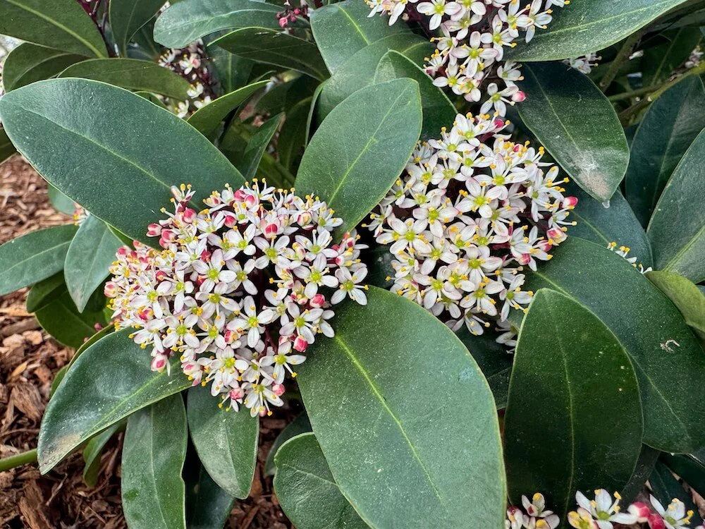 Skimmia japonica (Male) 04.jpeg