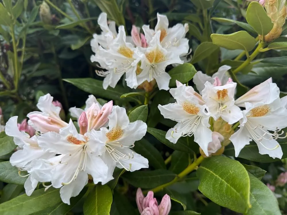 Rhododendron 'Cunningham's White' 02.jpeg
