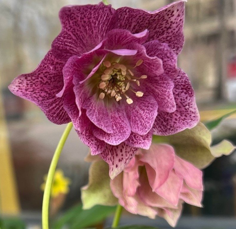 Hellebore Unknown 05.JPG