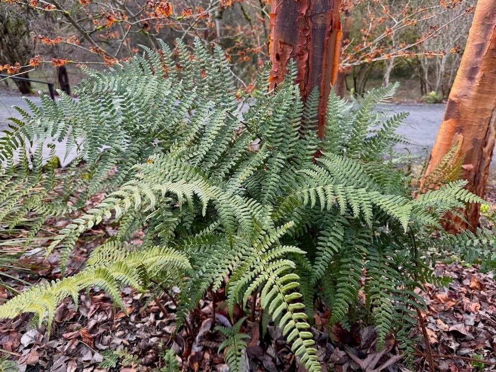Dryopteris championii 06.jpeg