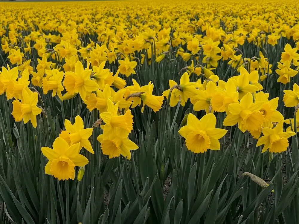 Narcissus pseudonarcissus 03.jpeg