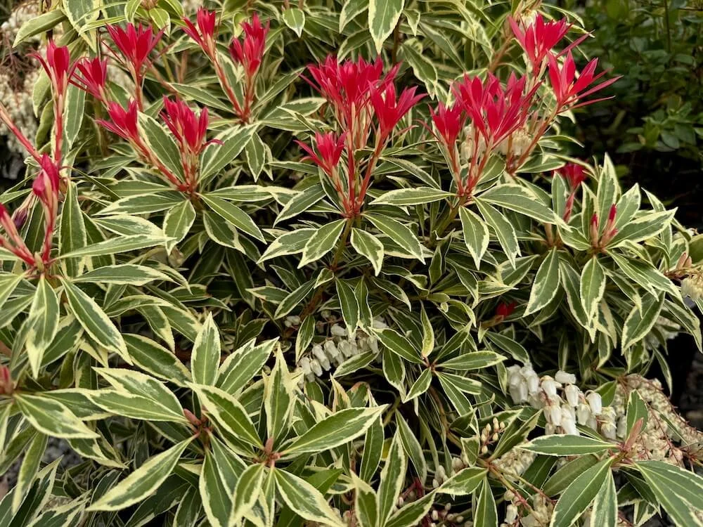 Pieris japonica 'Flaming Silver' | Flaming Silver Pieris