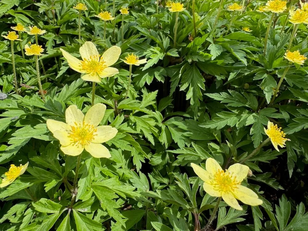 Anemone x lipsiensis 01.jpeg