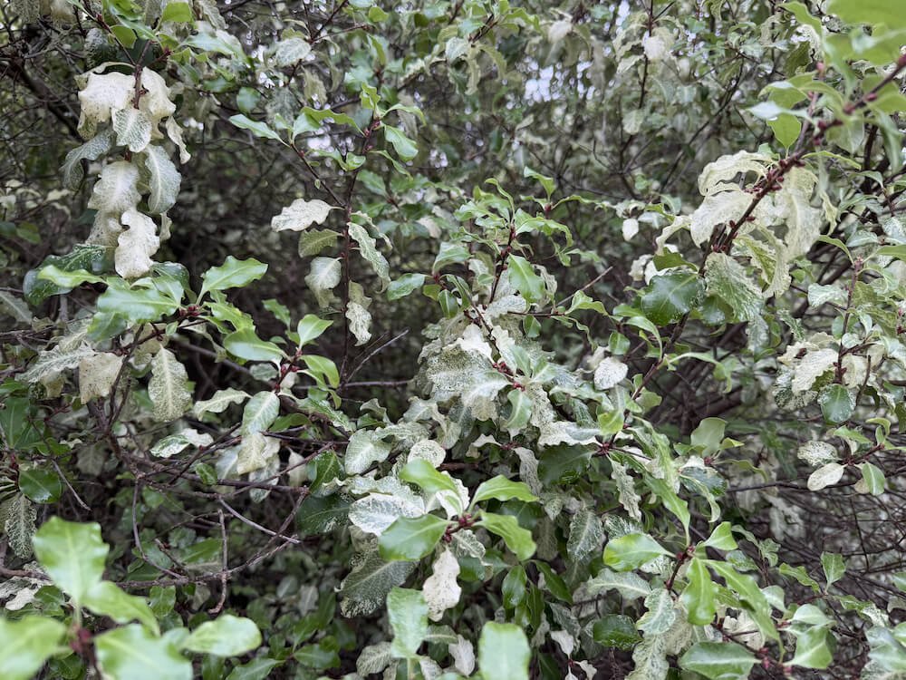 Pittosporum tenuifolium 'Irene Patterson'  02.jpeg