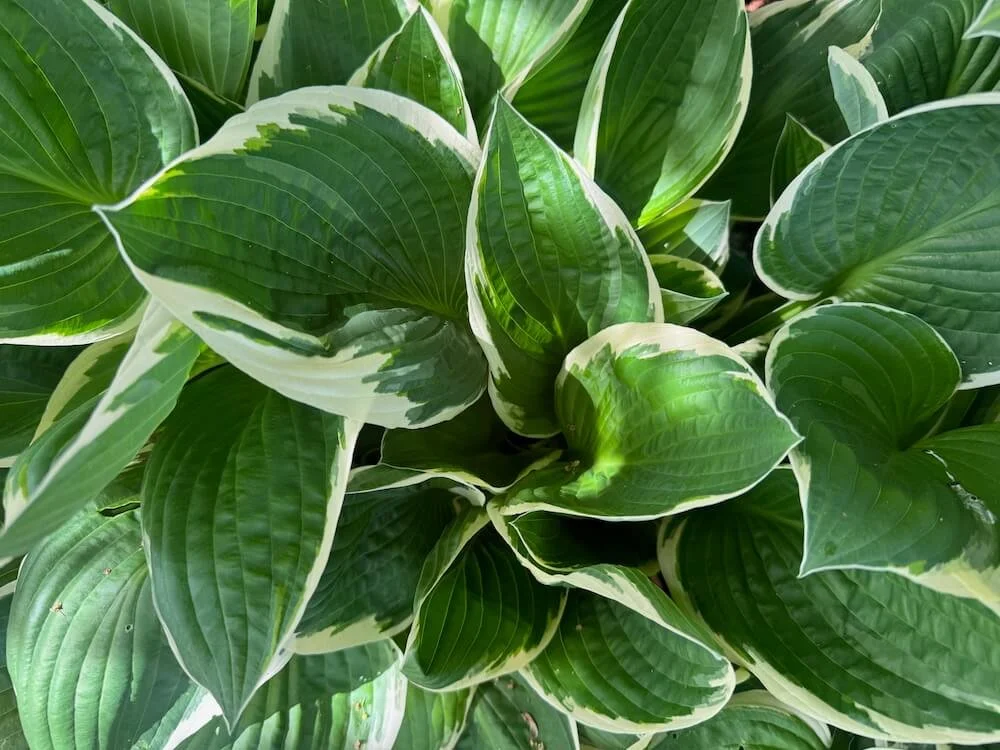 Hosta x 'Francie' 03.jpeg
