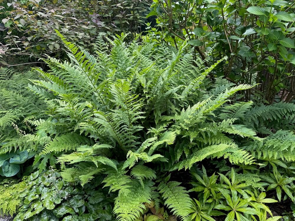 Dryopteris filix-mas 01.jpeg