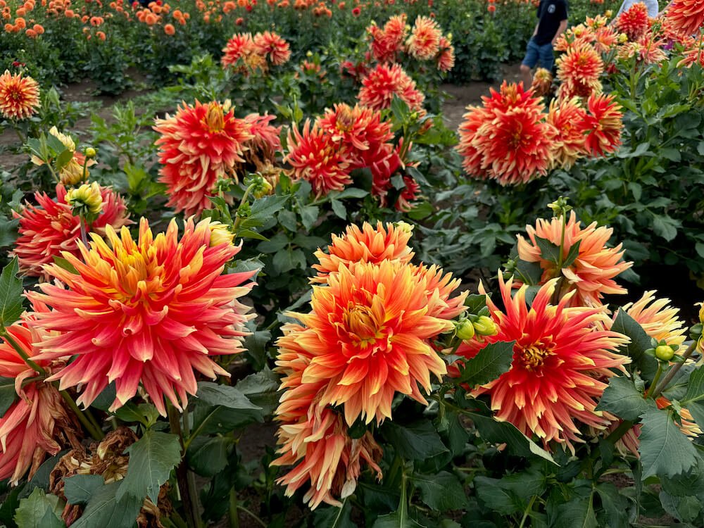 Dahlia 'Swan's Sunset' 03.jpeg
