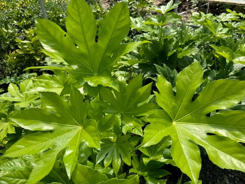 Fatsia japonica 02.jpeg