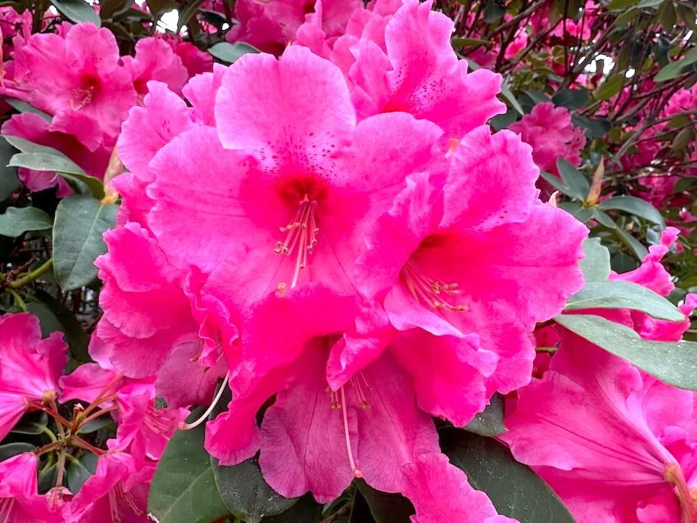 Rhododendron 'Dexter's Giant Red' 04.jpeg