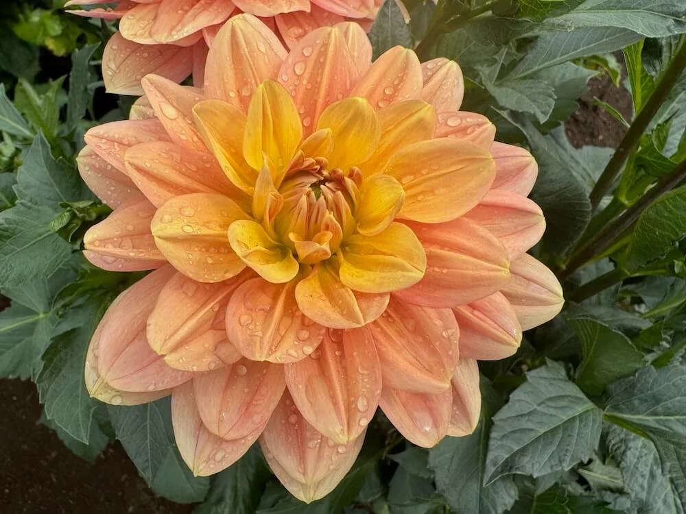 Dahlia 'My Forever' | My Forever Dahlia