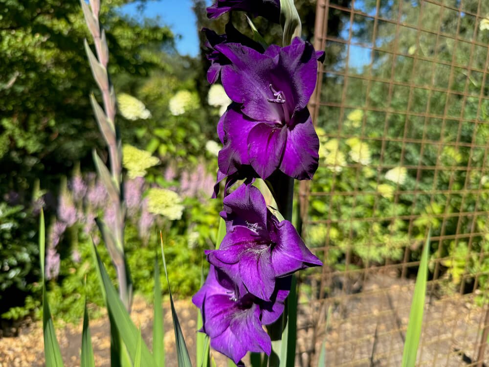 Gladiolus 'Purple Prince' 01.jpeg