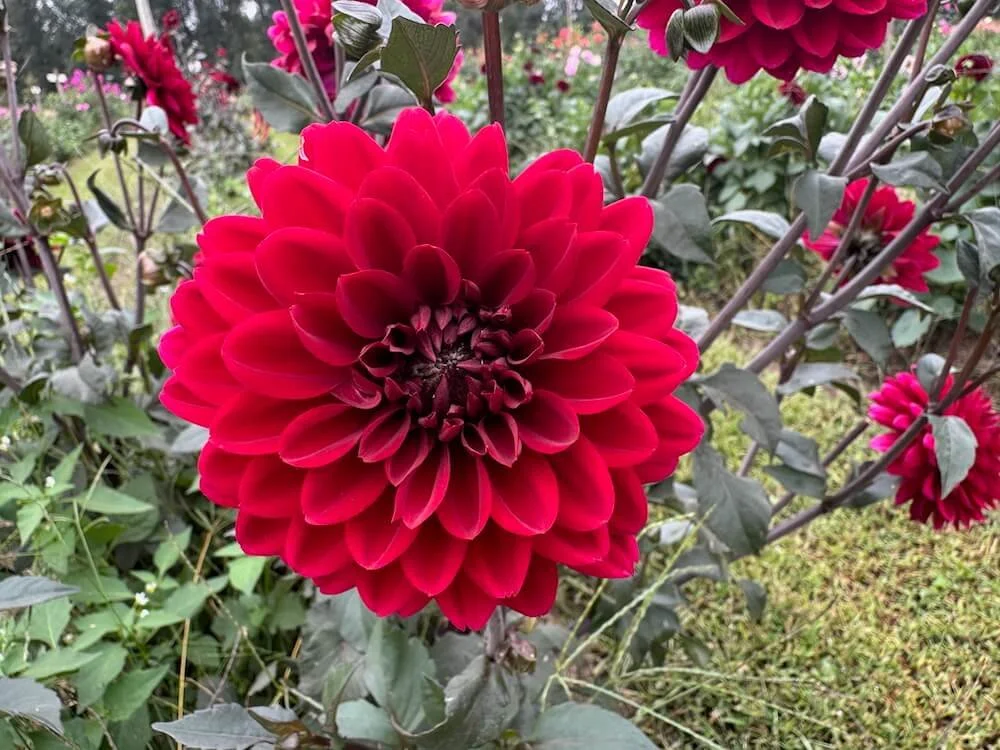 Dahlia 'Red Choc Eden' 02.jpeg