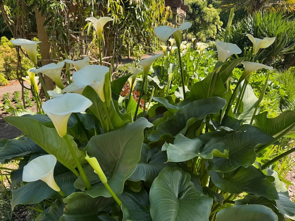 Zantedeschia aethiopica 03.jpeg