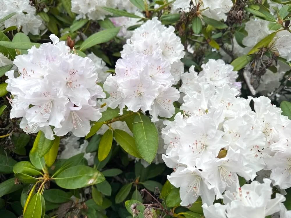 Rhododendron aberconwayi 02.jpeg