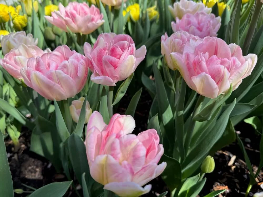 Tulipa 'Finola' 03.jpeg