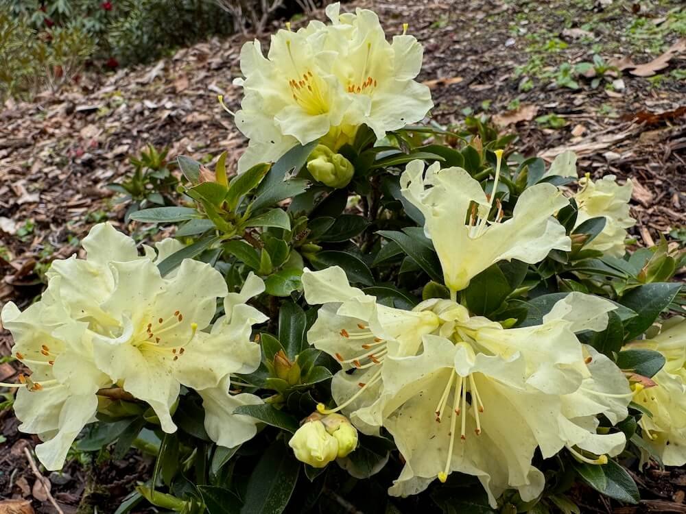 Rhododendron 'Patty Bee' 03.jpeg