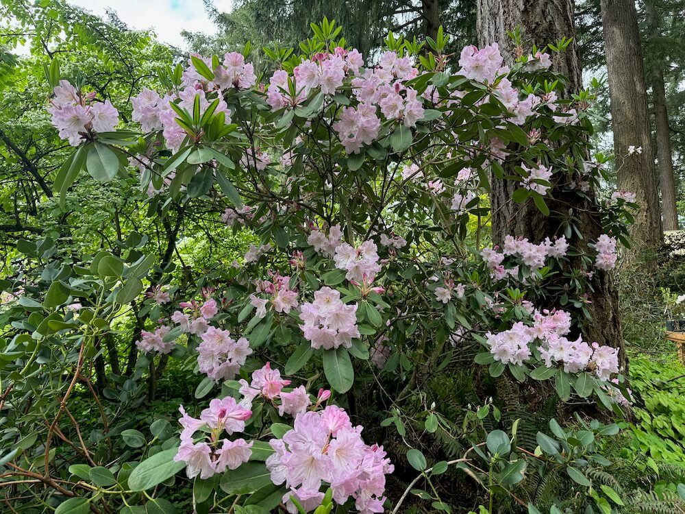 Rhododendron Yuefengense 03.jpeg